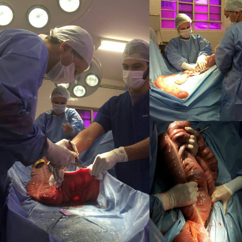 Laparotomia exploratória síndrome cólica equina.jpg