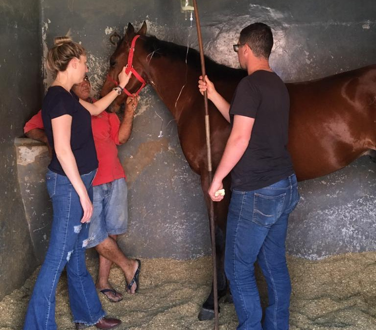 Estagiários Equine Center
