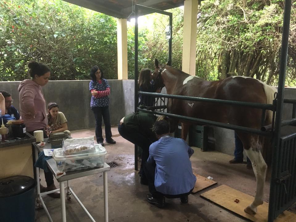 estagiários equine center