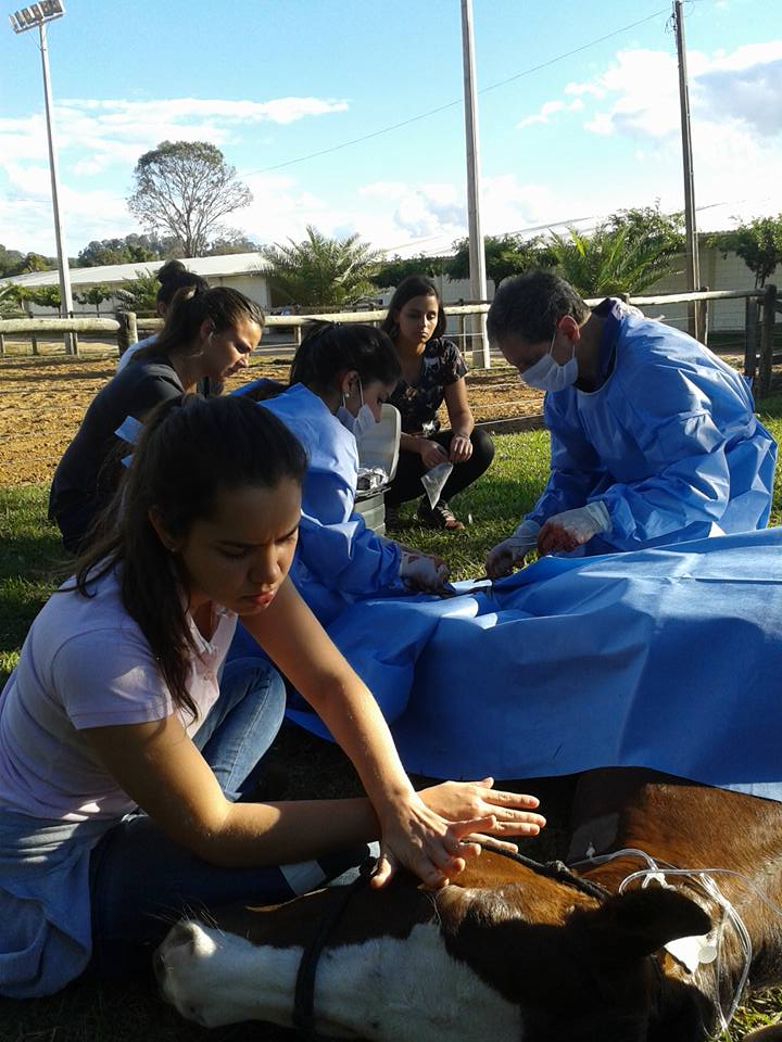 Desmotomia do check ligament a campo