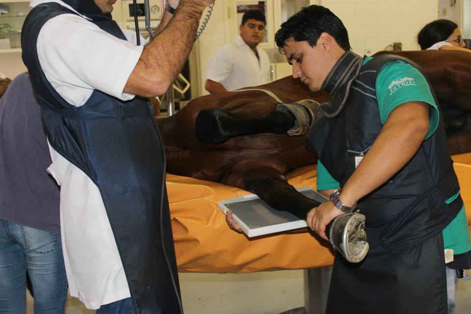 Radiografia carpo equino 2014.jpg