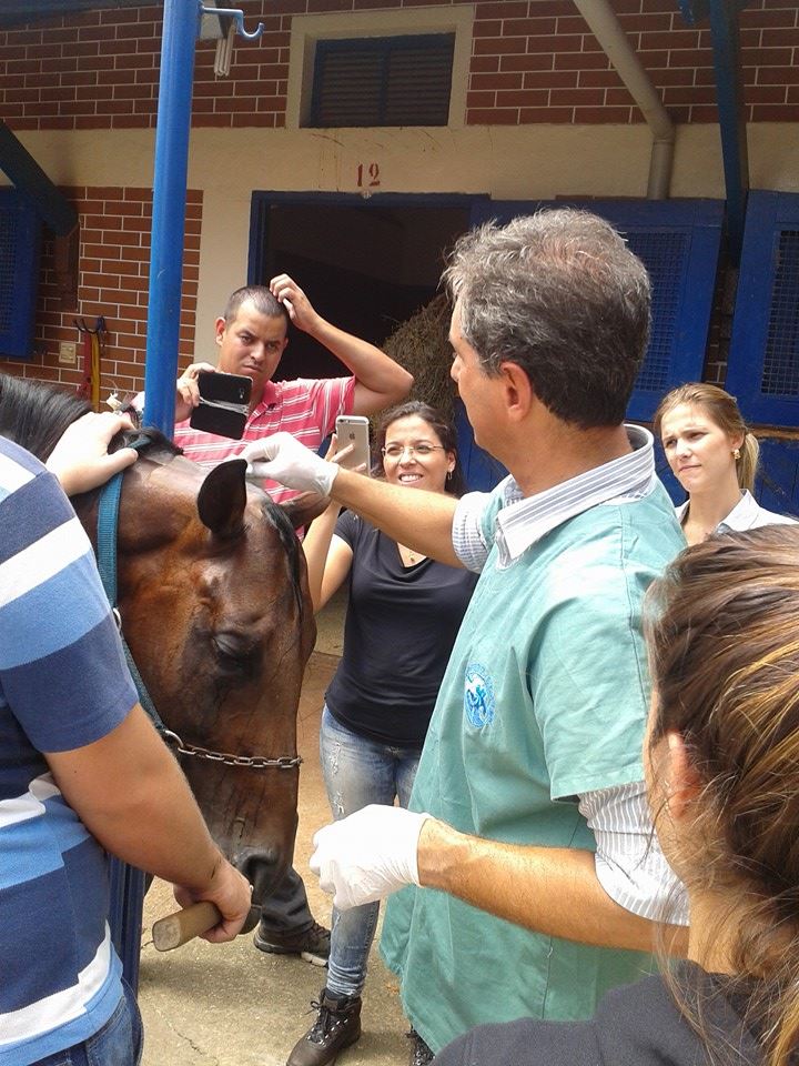 colheita de líquido cefalorraquidiano equine center
