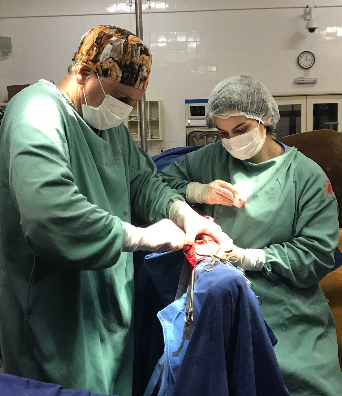 Cirurgia ortopedica em equino, realizada pela Equine Center