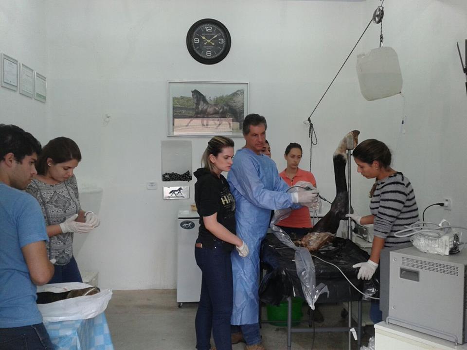 Treinamento Equine Center